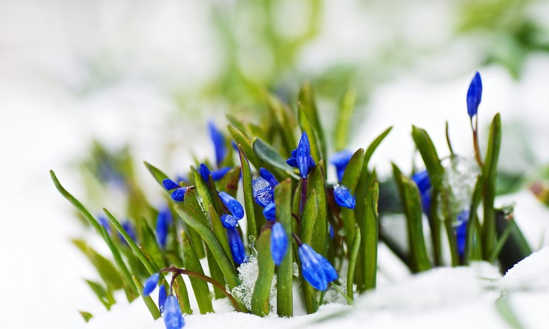 spring-blue-flowers-in-the-white-snow-wonderful-nature_800x480.jpg