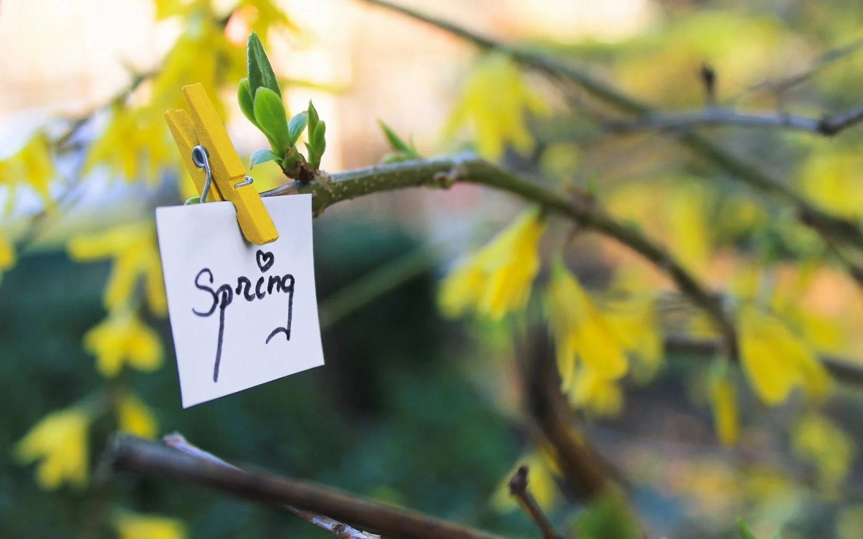 spring-nature-note-branches-1680x1050.webp