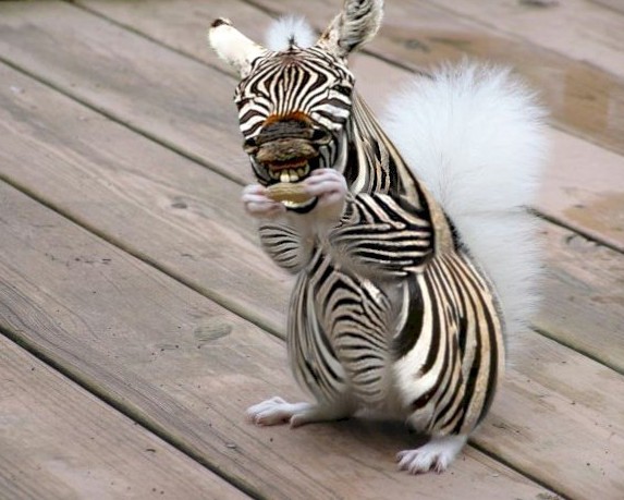 Squirrel-Zebra-16430-e1317326825790.jpg