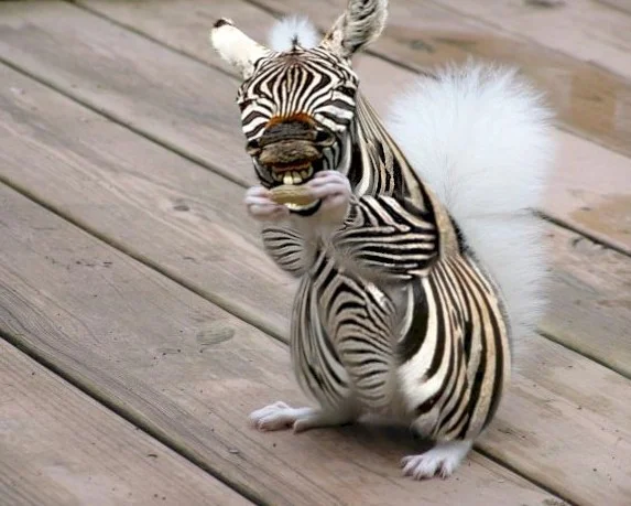 Squirrel-Zebra-16430-e1317326825790.webp