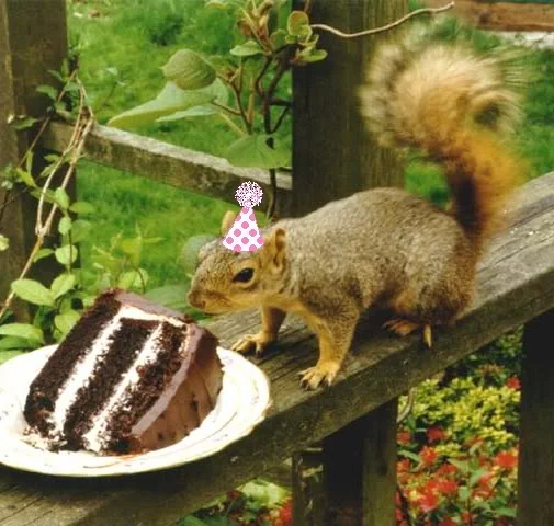 squirrelcake.webp