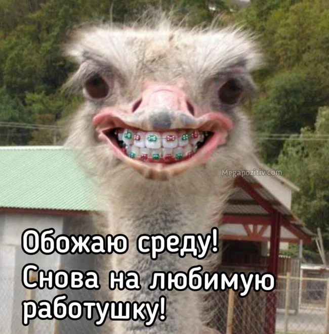 среда.webp