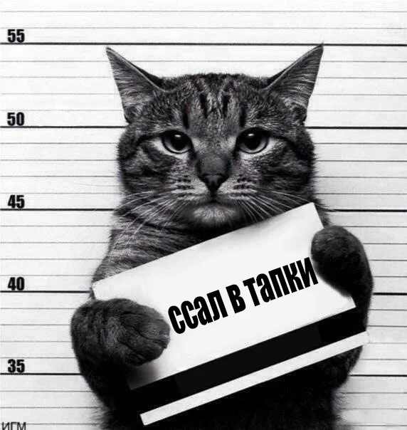 ссал в тапки.webp