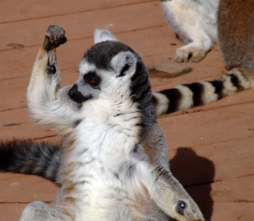 StaceyLemurPic.webp