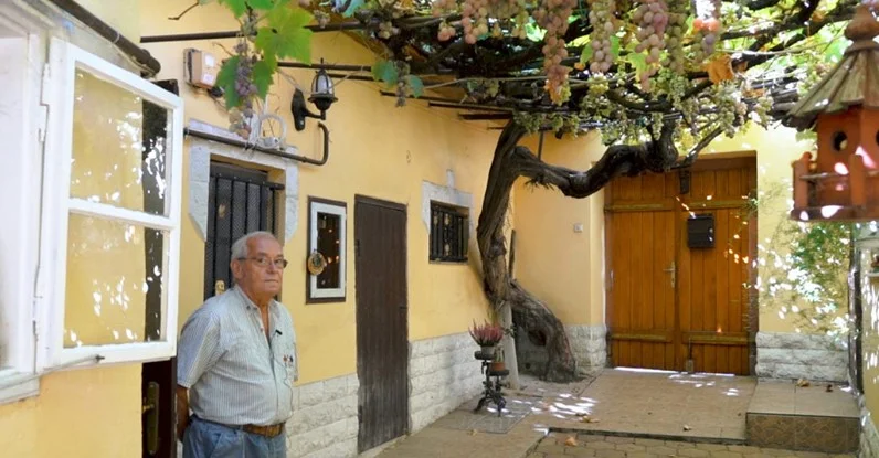 старая лоза более 450 лет.webp