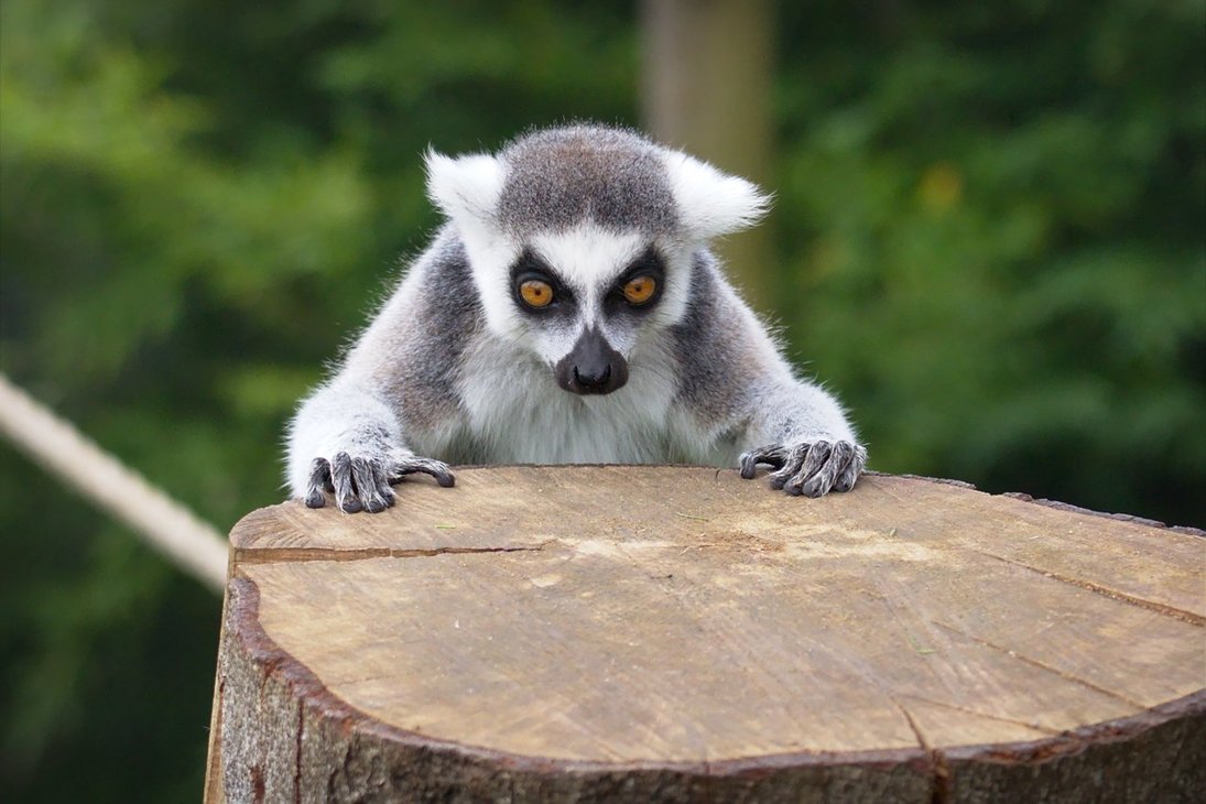 staring_lemur_stock_by_furlined-dbpl2uj.jpg