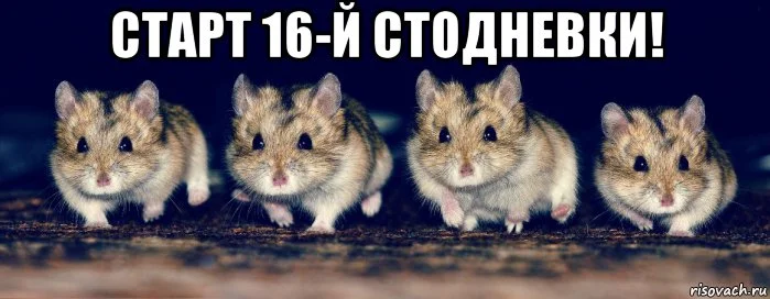 Старт 16.webp