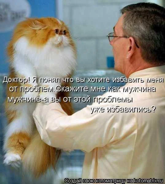 stimka.ru_1394611853_kotomatritsa_tz.webp