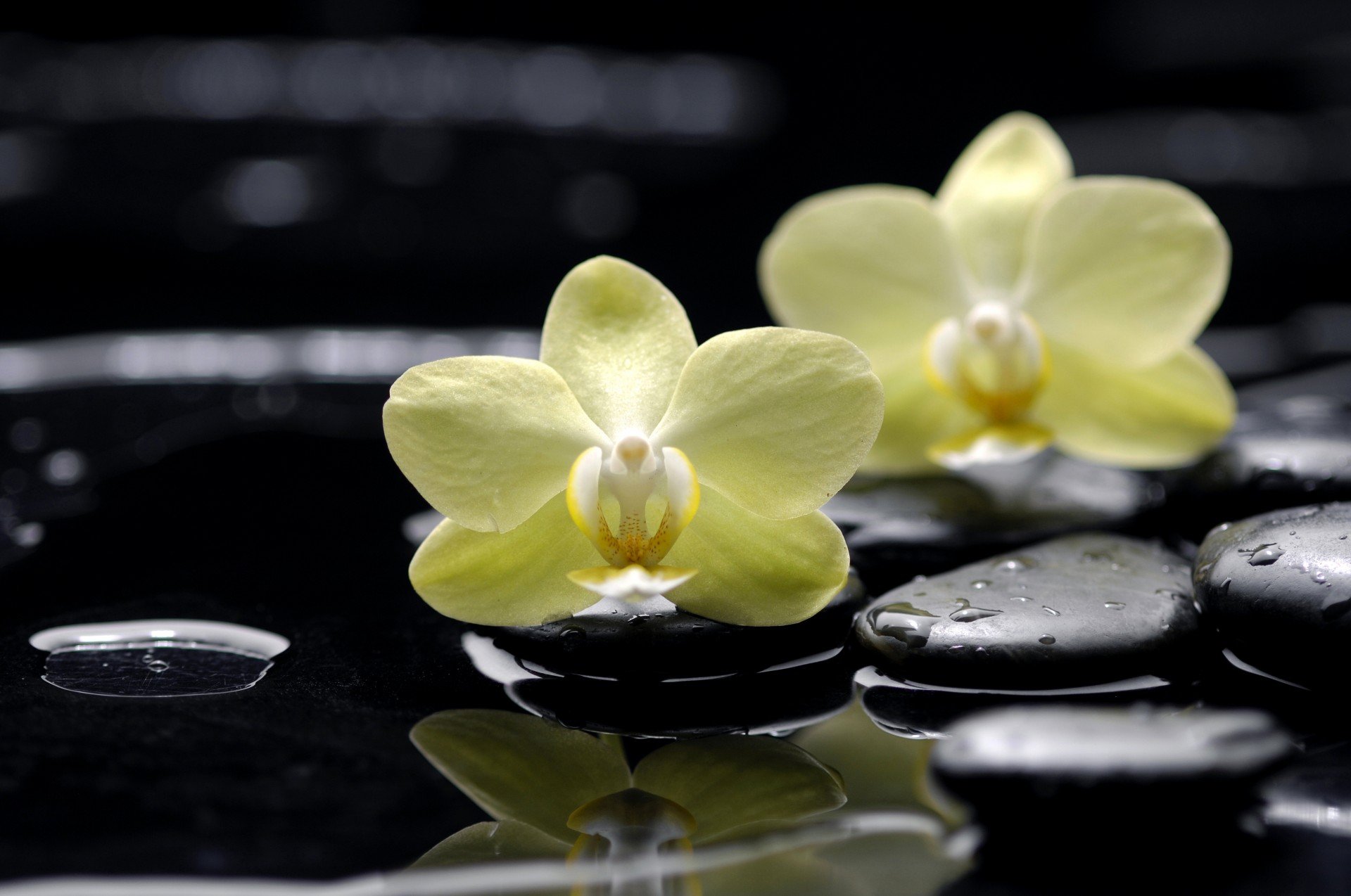 stones-falls-black-flat-yellow-flower-water-reflection-phalaenopsis-orchid.jpg