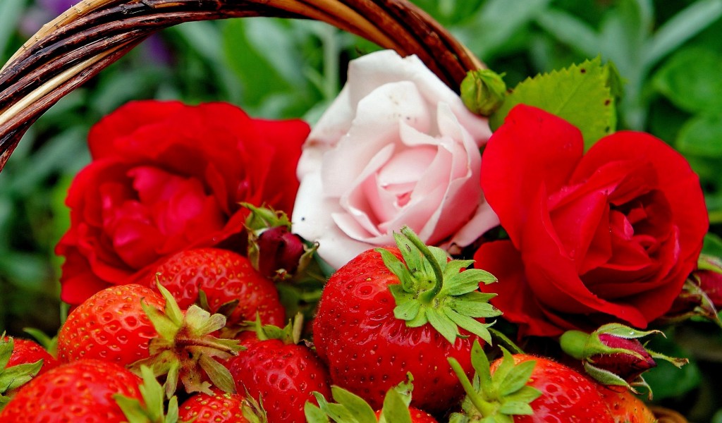 strawberries-and-roses-flower-hd-wallpaper-2560x1440-22823-2yl1c724895m89p0ctsq2y.jpg