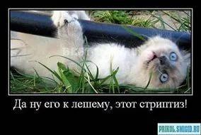 стриптиз.webp