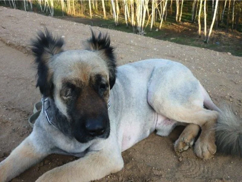 Стрижка кавказкой овчарки.0003c506_371972.webp