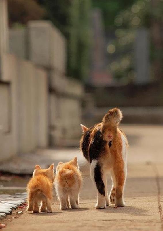 Stroll-with-Mom...oh-my-Sooo-cute.jpg