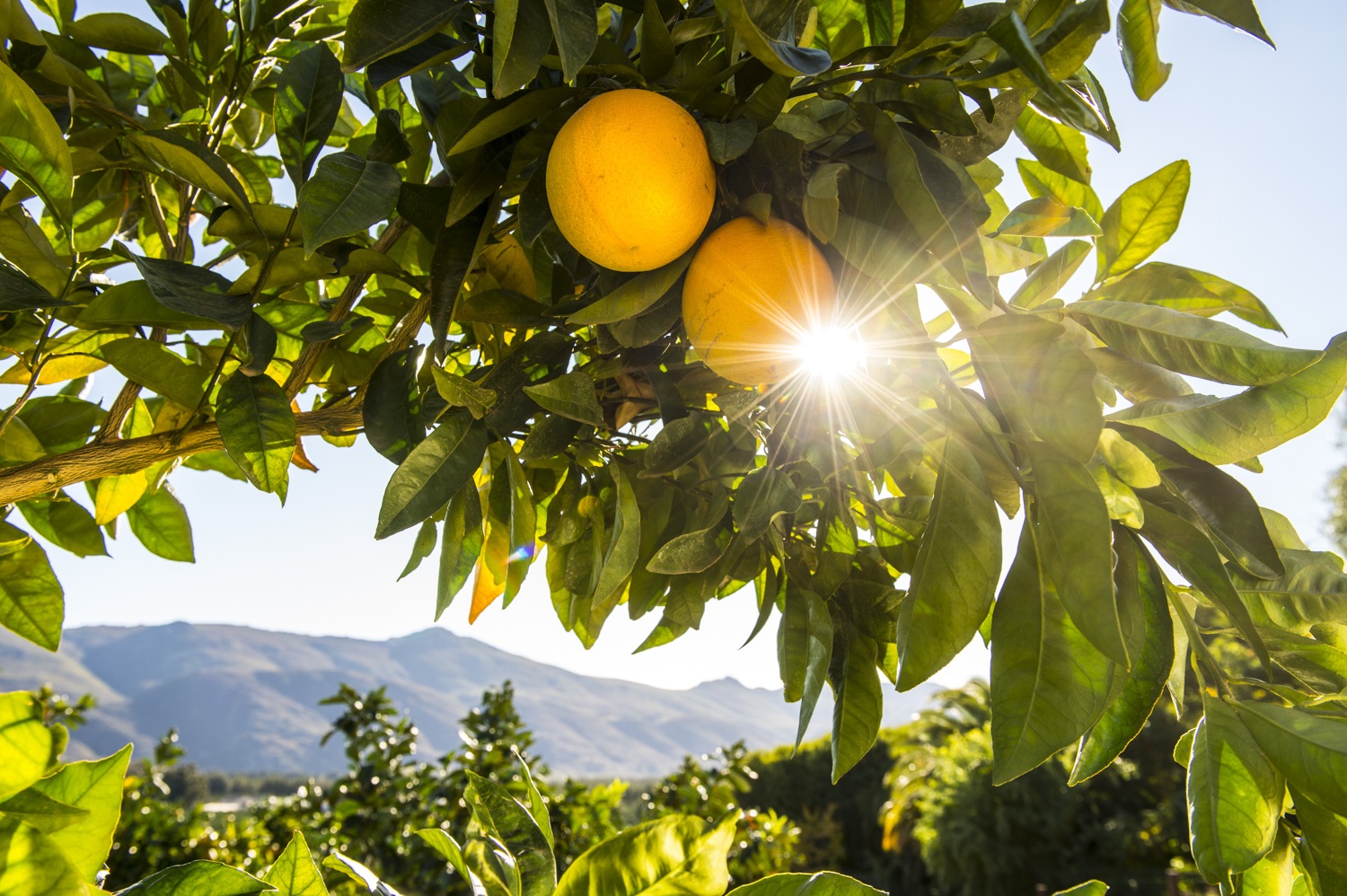 Summer Citrus from South Africa - field 2.jpg