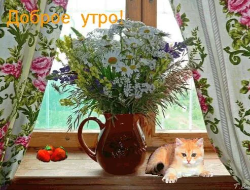 summer-morning-humor.webp