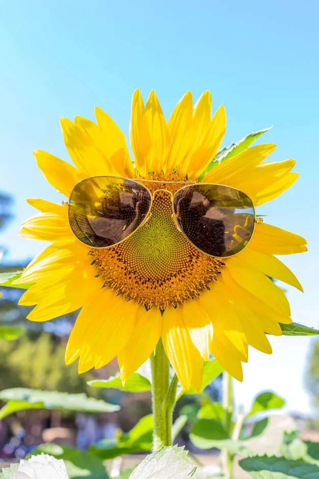 sunflower-with-sunglasses_11358-216.webp