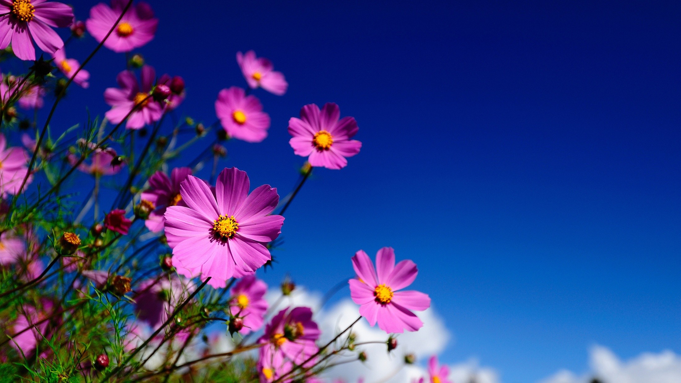 sunlight-nature-sky-field-blossom-flower-plant-cosmos-flora-petal-meadow-wildflower-computer-w...jpg