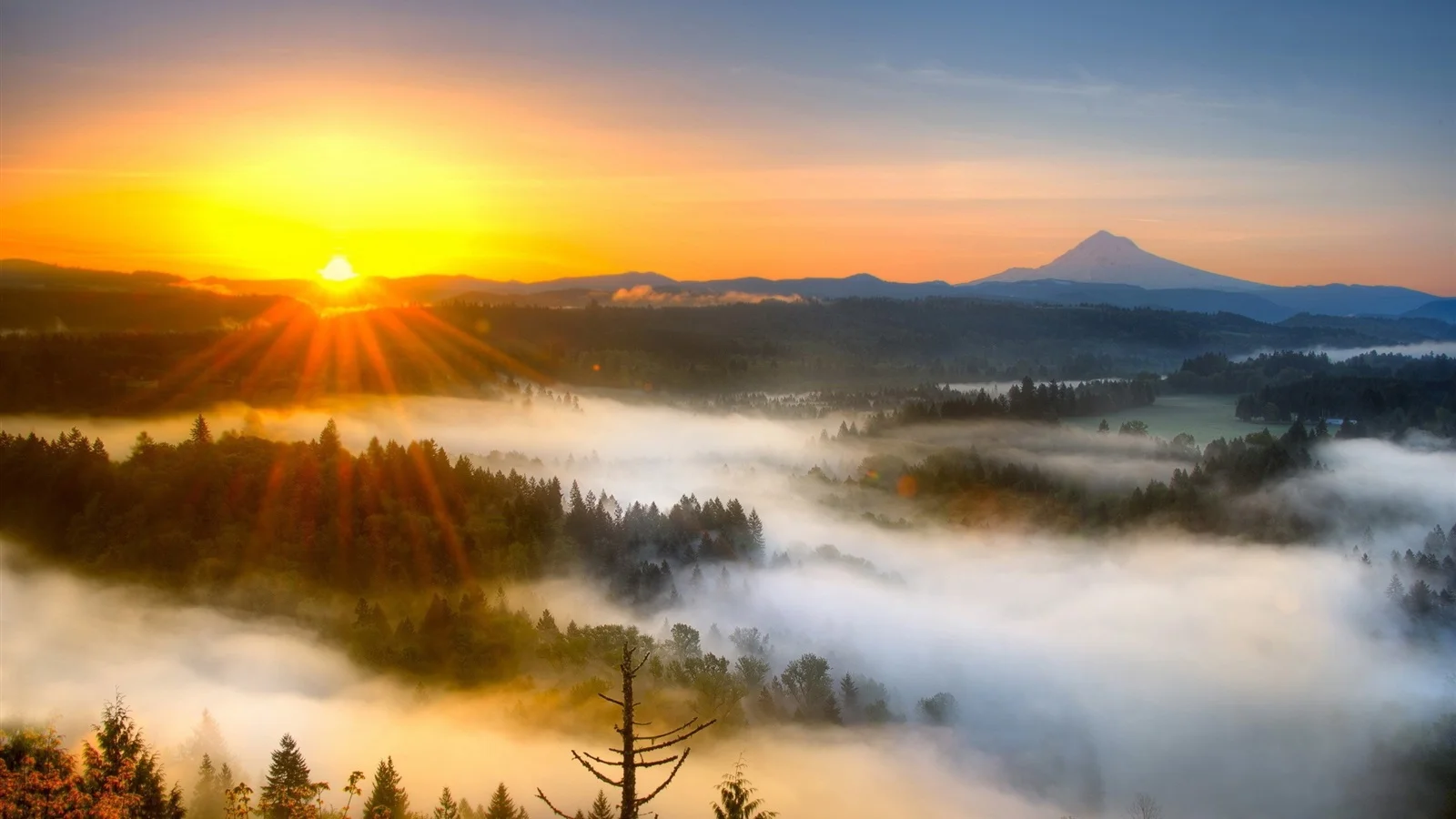 Sunrise-fog-trees-morning-mountains_1600x900.webp