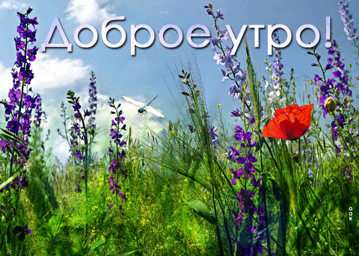 super-otkrytka-dobroe-utro-v-pole-99000.gif