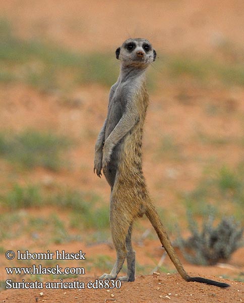 suricata_suricatta_ed8830[1].jpg