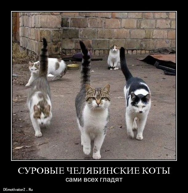 surovye-chelyabinskie-koty_40_demotivatorz.ru.webp