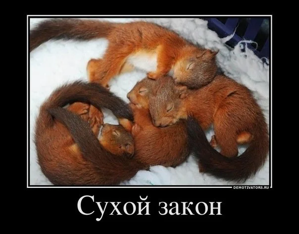 Сухой закон.webp