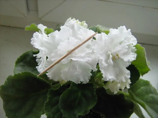 свад бук.webp