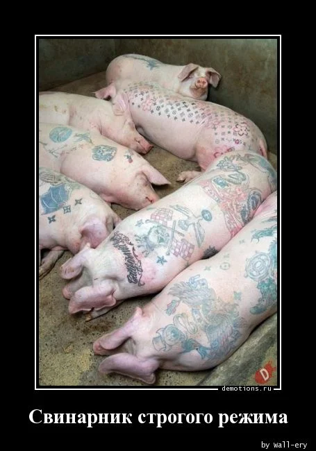 свинарник строгого режима.webp