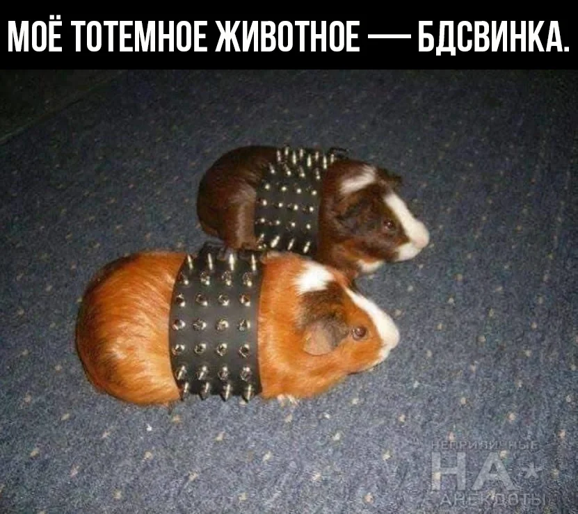 свинка.webp