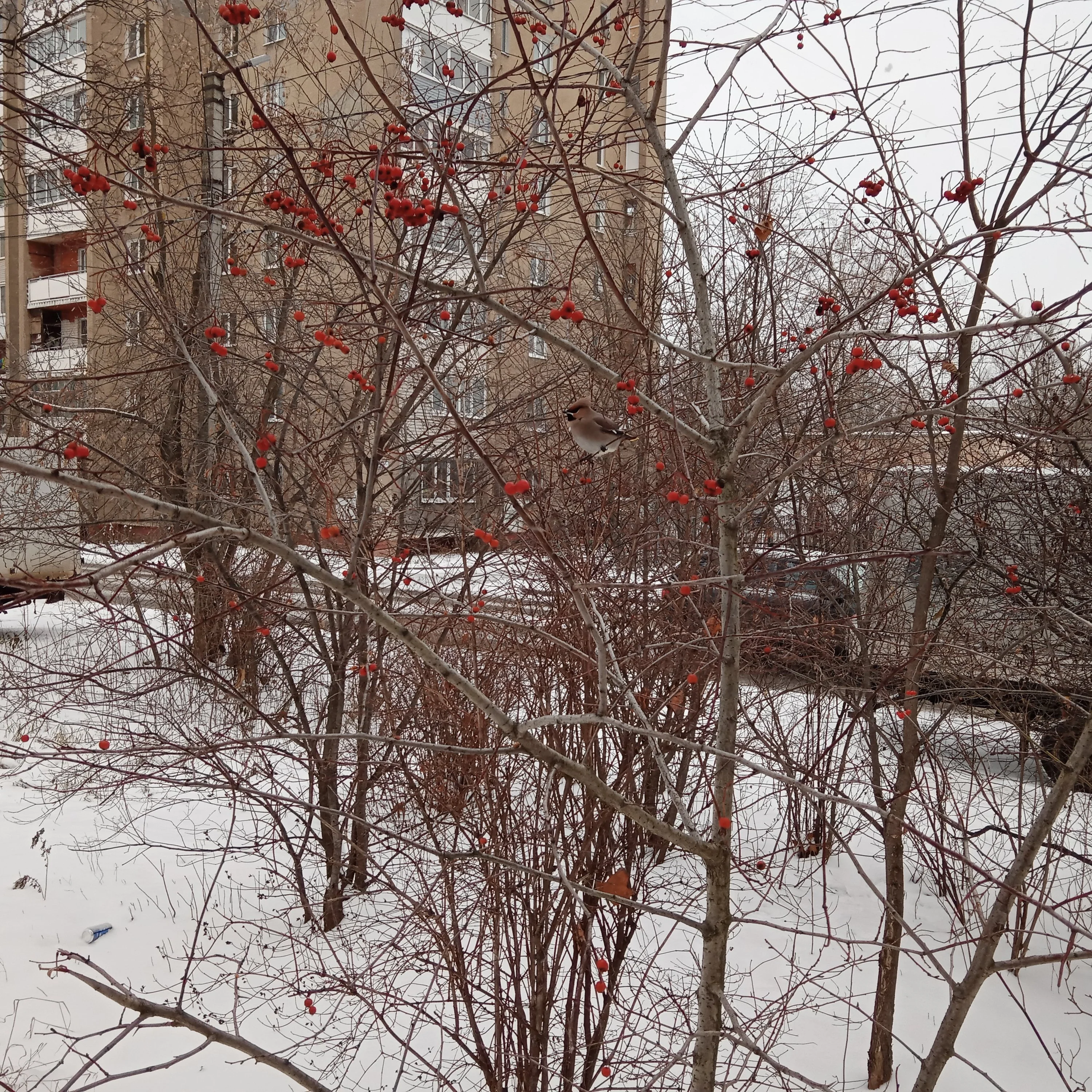 Свиристель     (ноябрь 2022).webp