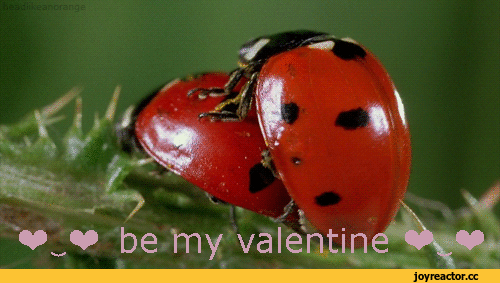 святой-валентин-Божьи-коровки-живность-насекомые-2794980.gif