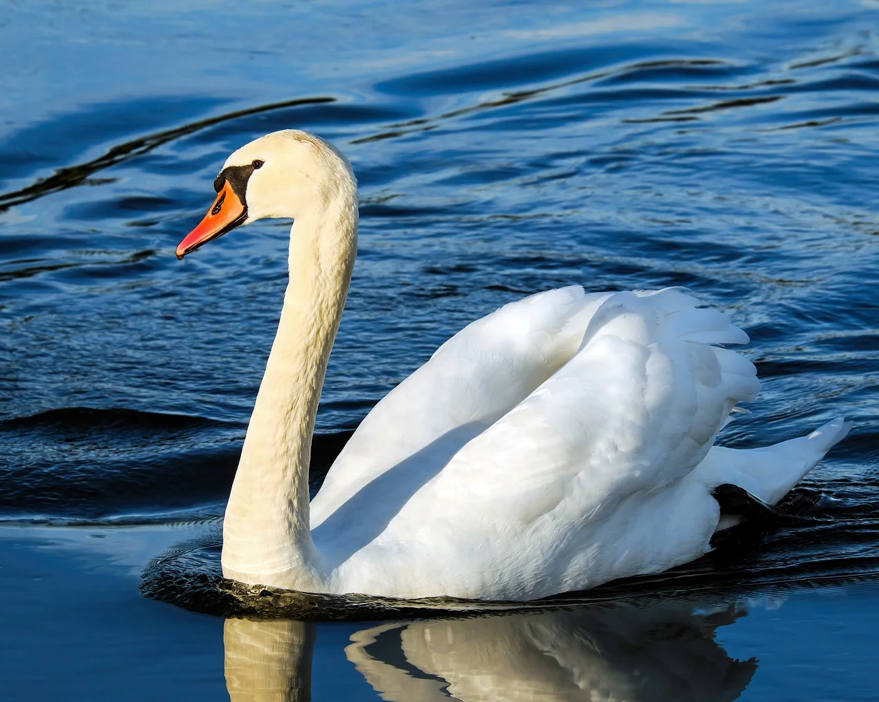 swan-3039373_1280.webp