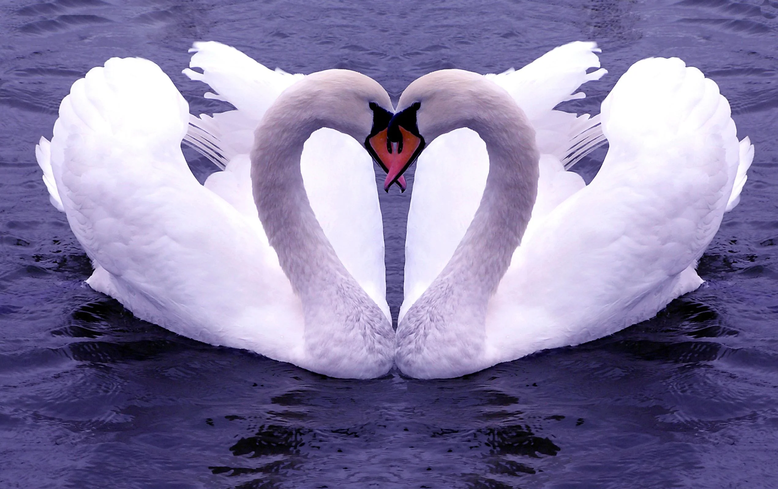 swans-in-love.webp