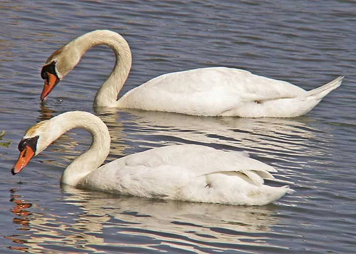 swans-lake.webp