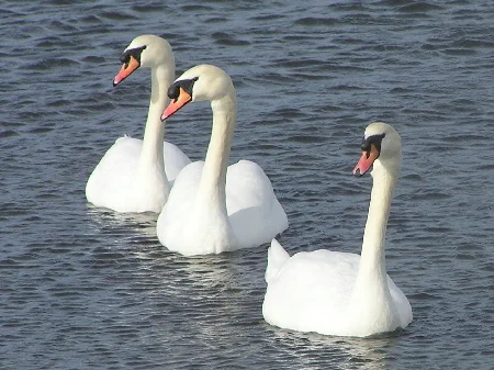 Swans3.webp