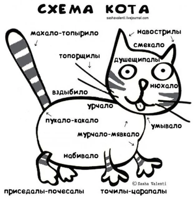 схема кота.webp