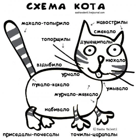 схема кота.webp