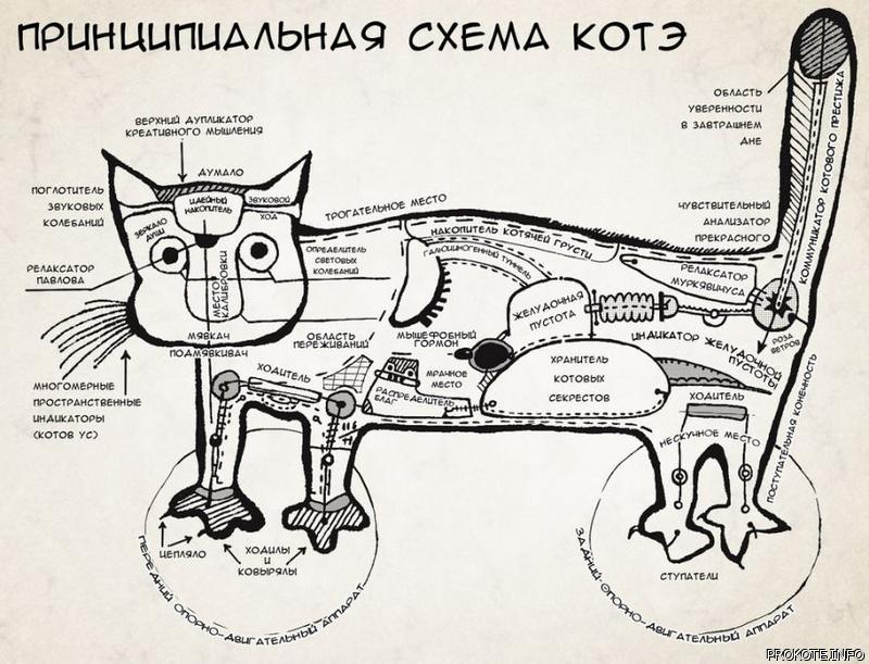 схема коте.jpg