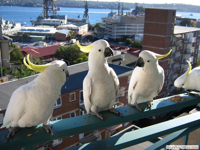 sydney_yellow_crested_white_cockatoo.jpg