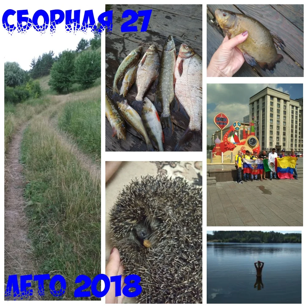 Тайга коллаж2.webp