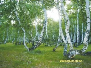 танцующие  берёзы.webp