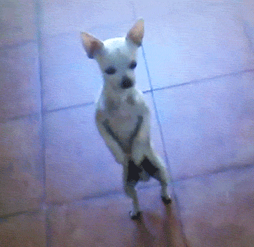 tancujushhaja-sobaka (1).gif