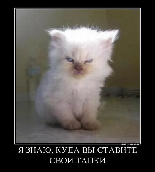 tapki-kitten.webp