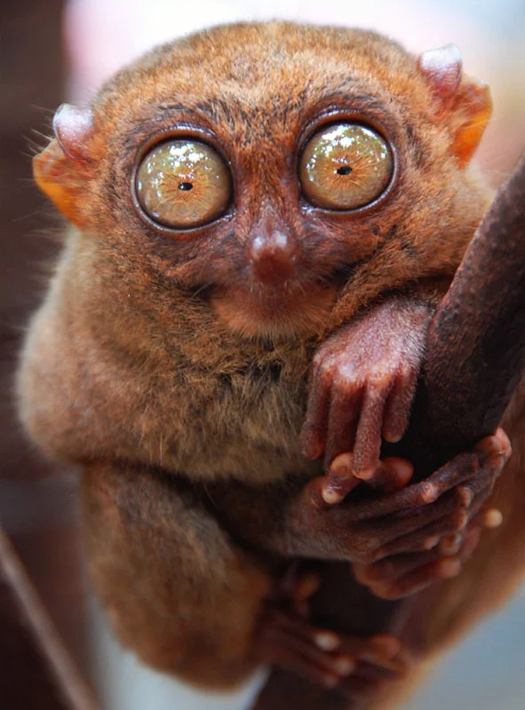 tarsier_2.webp