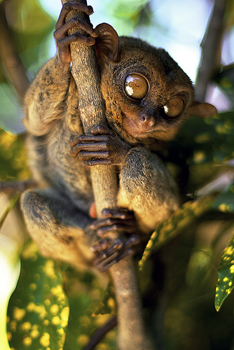 Tarsius syrichta_5.jpg