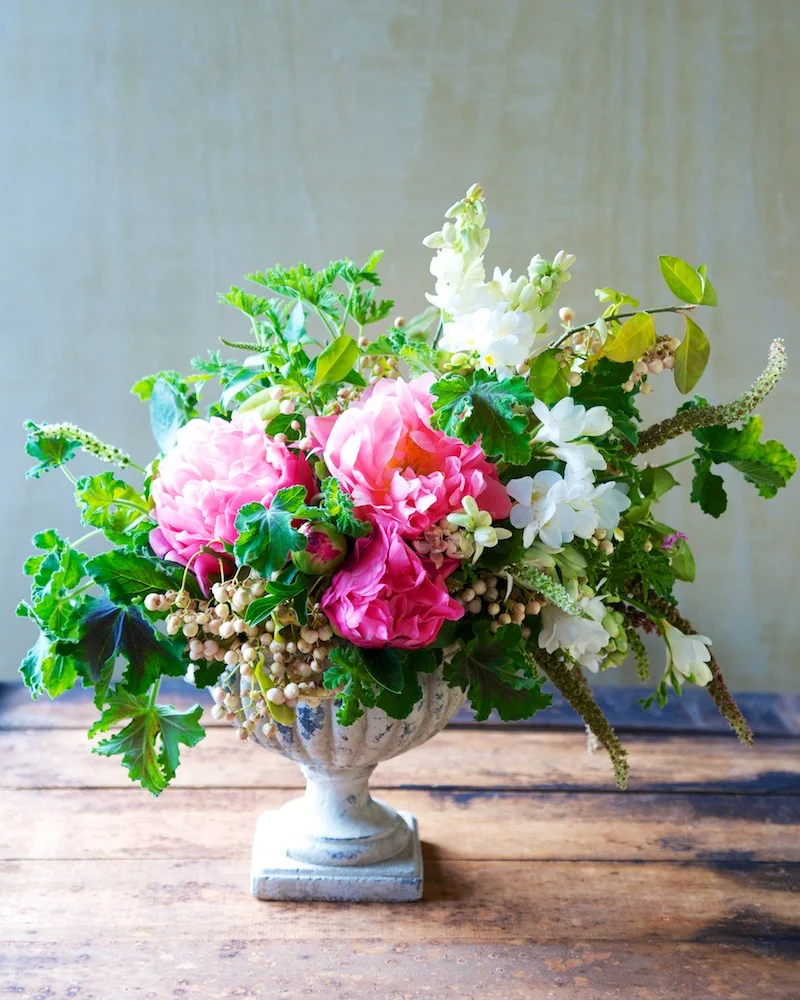 td-peonies_in_oct-1.webp