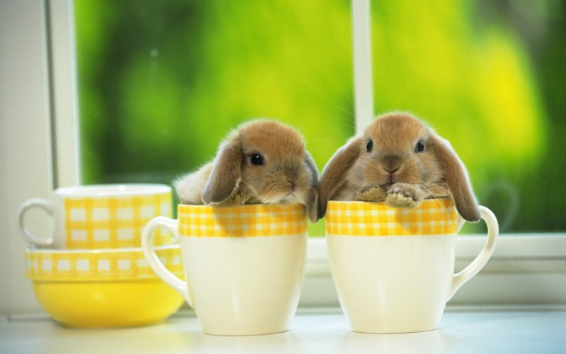 teacup-bunnies0.jpg