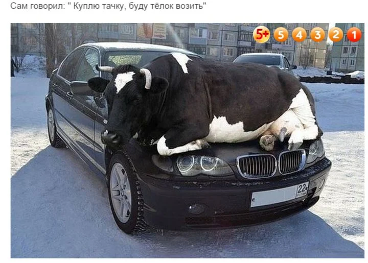 тёлка на капоте.webp