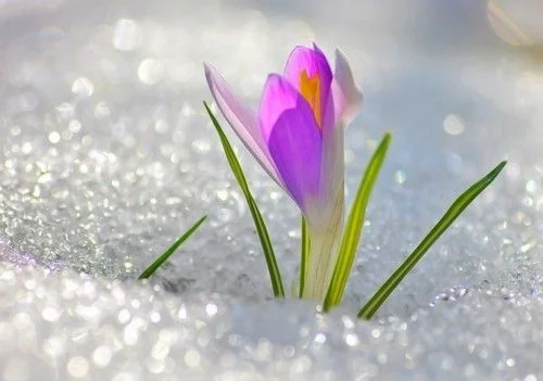 tema_286_6gd5xxws6r_small.webp