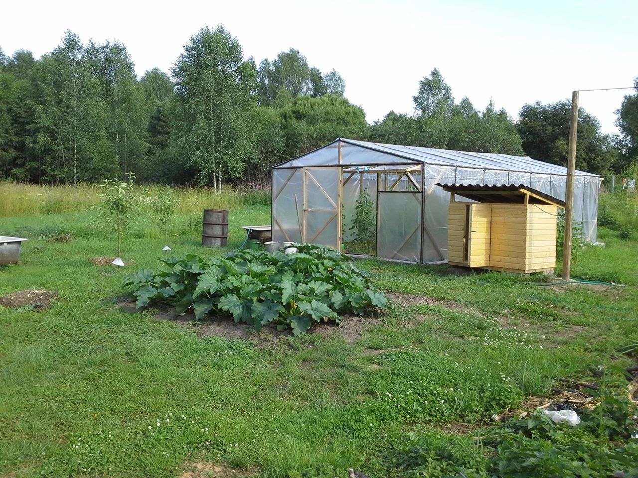 теплица.webp